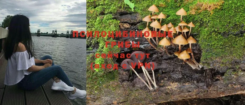 Псилоцибиновые грибы Magic Shrooms  omg как зайти  Чистополь  как найти наркотики 